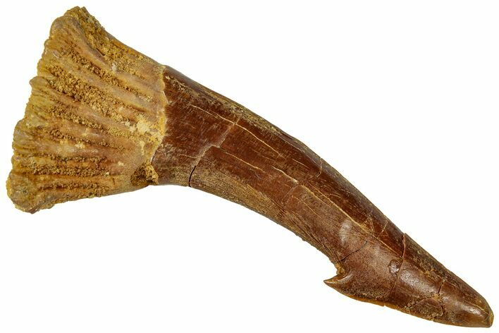 Fossil Sawfish (Onchopristis) Rostral Barb - Morocco #322821